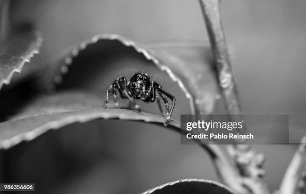 pelos parados. - pelos stock pictures, royalty-free photos & images