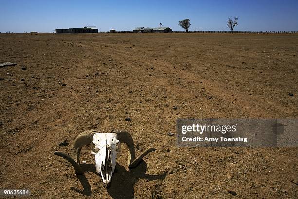 The scull of a dead sheep lays in a paddock October 18, 2007 in Booligal, New South Wales, Australia.