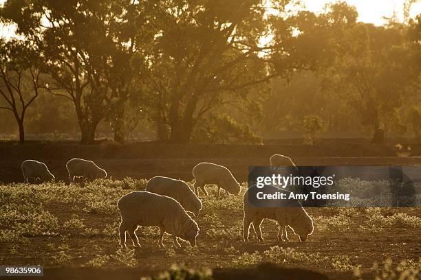 Sheep graze in a field in the early morning, February 13, 2008 near Ganmain, New South Wales, Australia. The Murray-Darling Basin has been plagued...