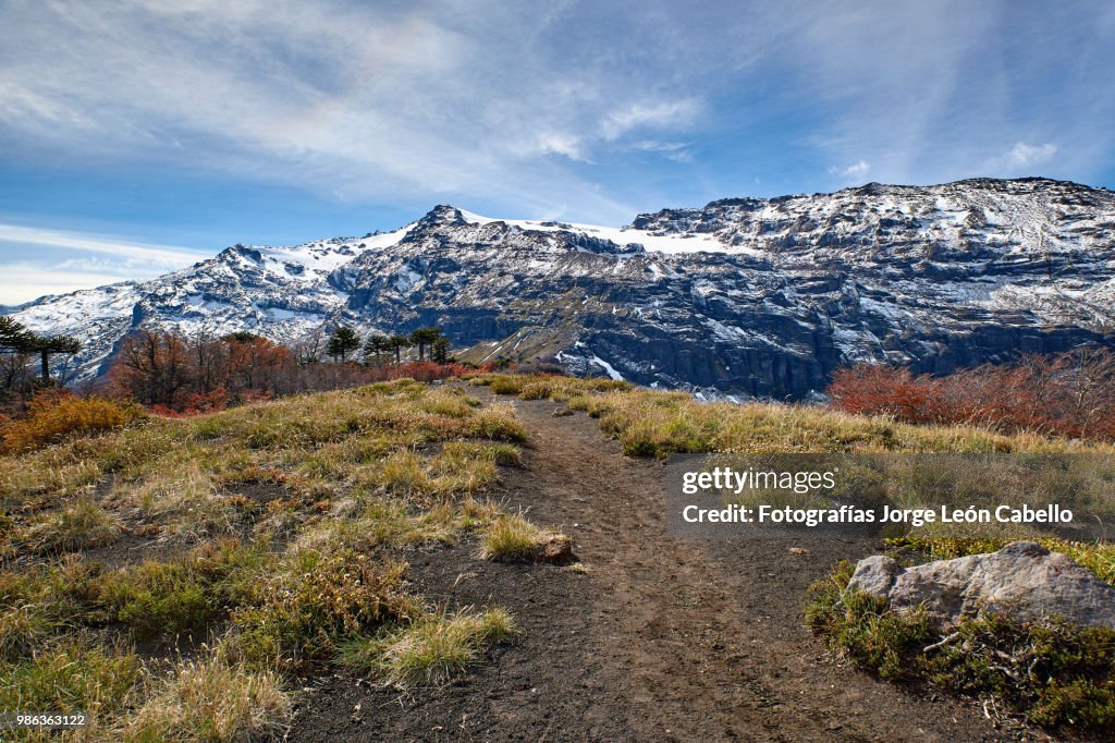 Sierra Nevada, Araucarias and autumnal forest- Conguillio National Park