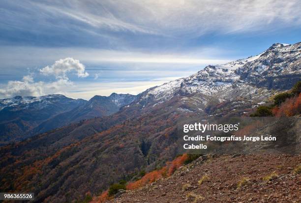 sierra nevada, araucarias and autumnal forest - conguillio national park - fotografías stock pictures, royalty-free photos & images