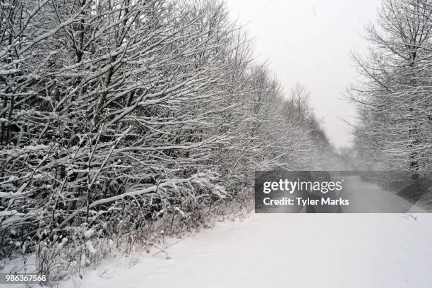 winter journey - tyler frost stock pictures, royalty-free photos & images