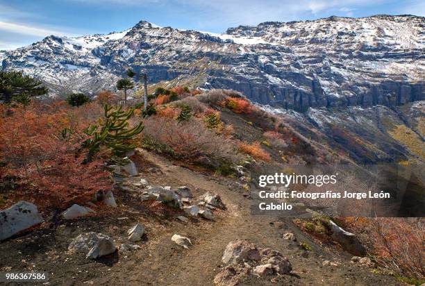 sierra nevada, araucarias and autumnal forest - conguillio national park - fotografías stock pictures, royalty-free photos & images