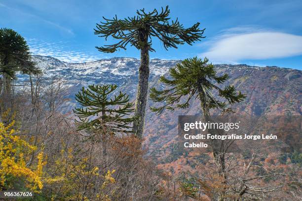 sierra nevada, araucarias and autumnal forest - conguillio national park - fotografías stock pictures, royalty-free photos & images