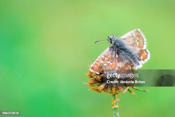 papillon - papillon stock pictures, royalty-free photos & images