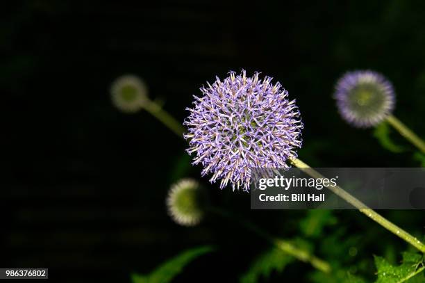 globe thistle - globe thistle stock pictures, royalty-free photos & images