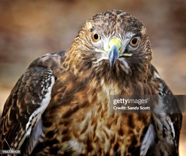 eye contact with a hawk - hawk eye stock pictures, royalty-free photos & images