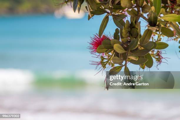 new zealand summer - pohutukawa flower stockfoto's en -beelden