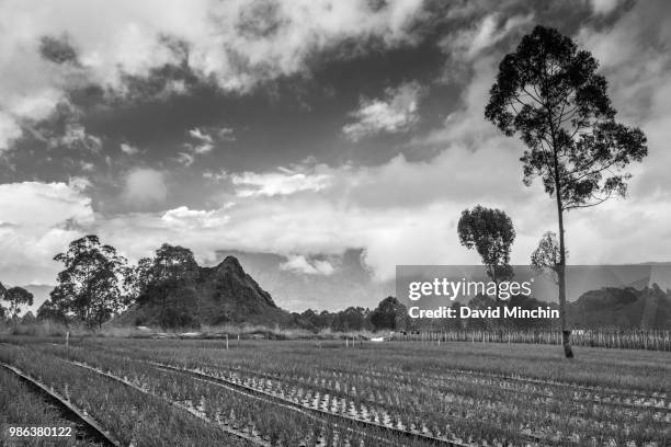 padi field - david minchin stock-fotos und bilder