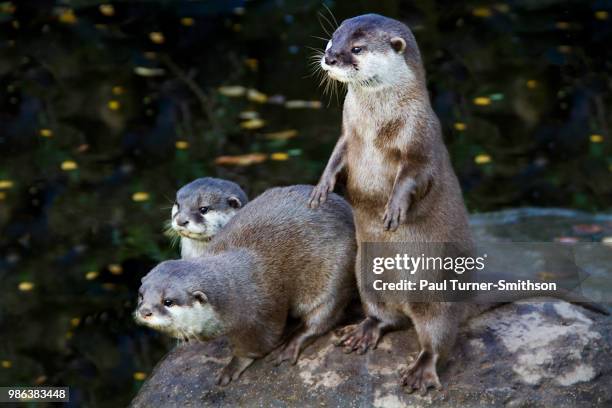 doesnt get any otter - cute otter stock pictures, royalty-free photos & images