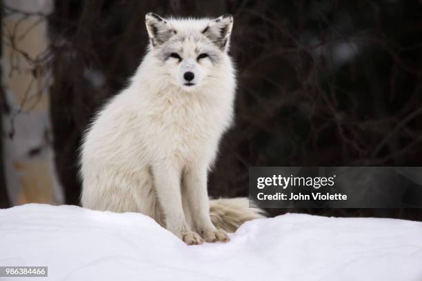 arctic fox posing - violette stock pictures, royalty-free photos & images