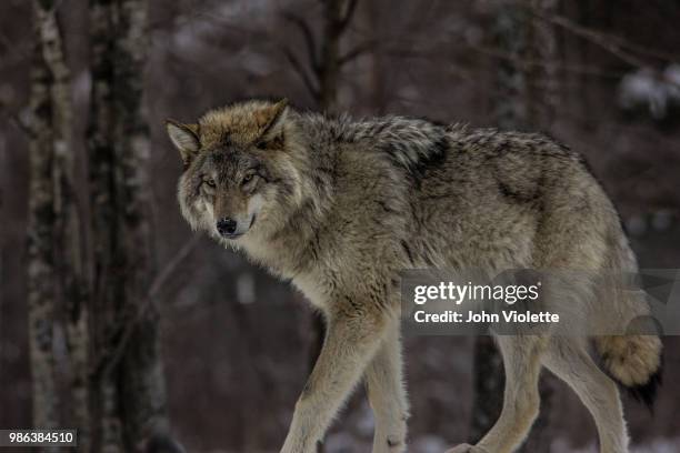 grey wolf - violette stock pictures, royalty-free photos & images