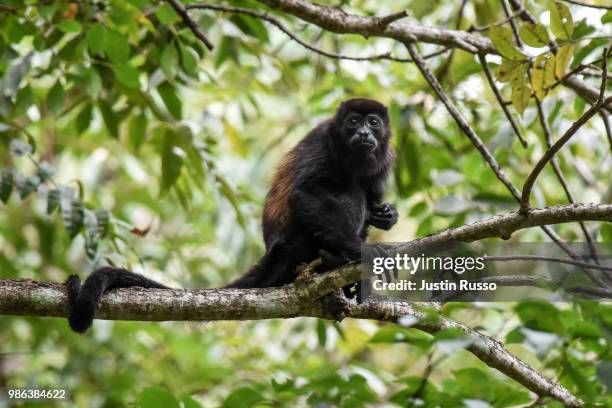 howler monkey - howler stock pictures, royalty-free photos & images