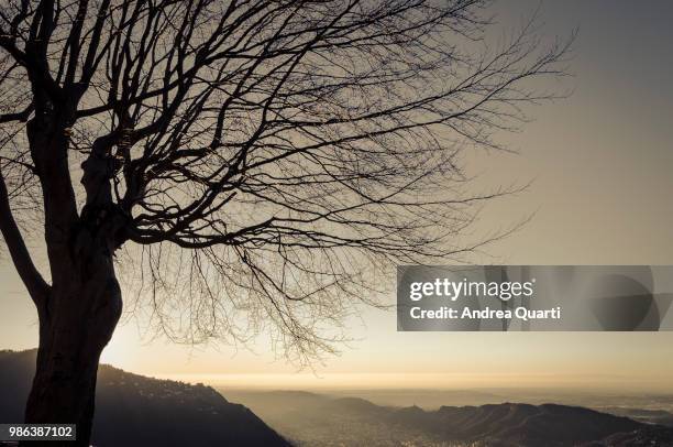 backlight tree - tre quarti stock pictures, royalty-free photos & images