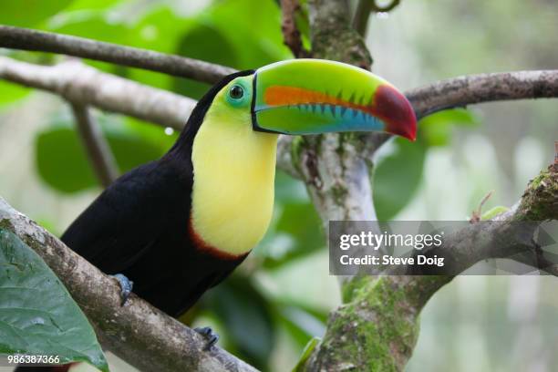 keel-billed toucan - keel billed toucan stock pictures, royalty-free photos & images