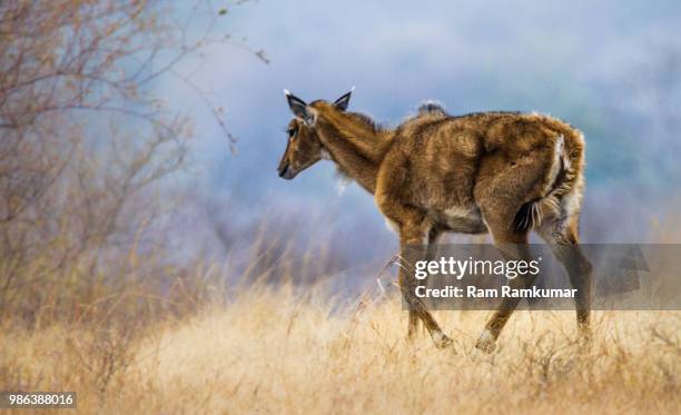 nilgai (blue cow antelope) - female - nilgai stockfoto's en -beelden