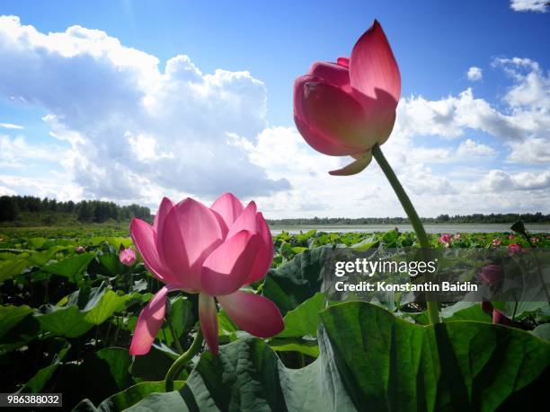 lotus pond - lotus pond stock pictures, royalty-free photos & images