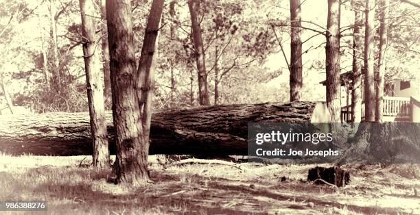 the mighty have fallen - mighty tree stock pictures, royalty-free photos & images