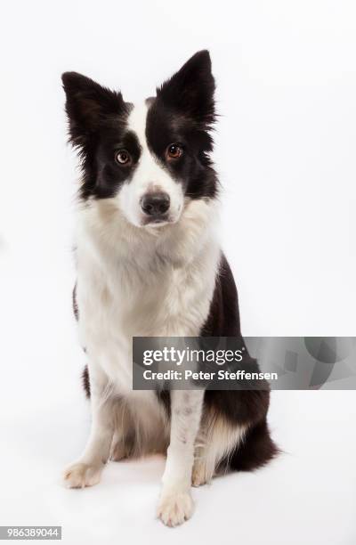 macey - border collie foto e immagini stock