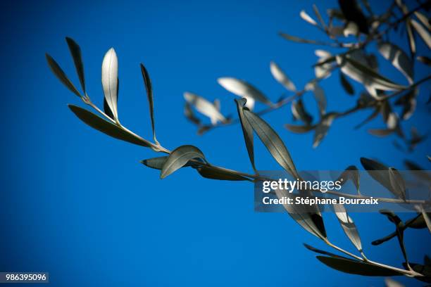 feuilles d'olivier - feuilles stockfoto's en -beelden