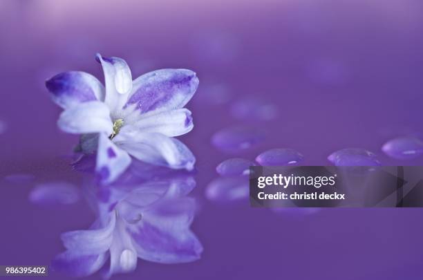 blue bell - violetta bell foto e immagini stock
