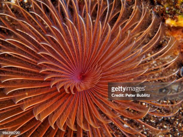 strudelwurm - tube worm stock pictures, royalty-free photos & images