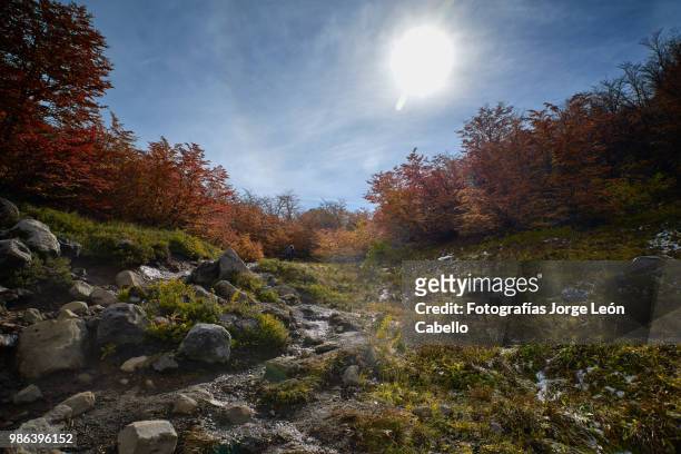 the trail and autumnal forest - conguillio national park - fotografías stock pictures, royalty-free photos & images