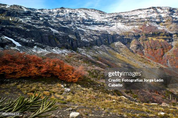 sierra nevada, araucarias and autumnal forest - conguillio national park - fotografías stock pictures, royalty-free photos & images