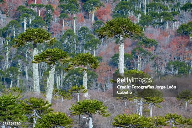forest of araucaria trees - conguillio national park - fotografías stock pictures, royalty-free photos & images