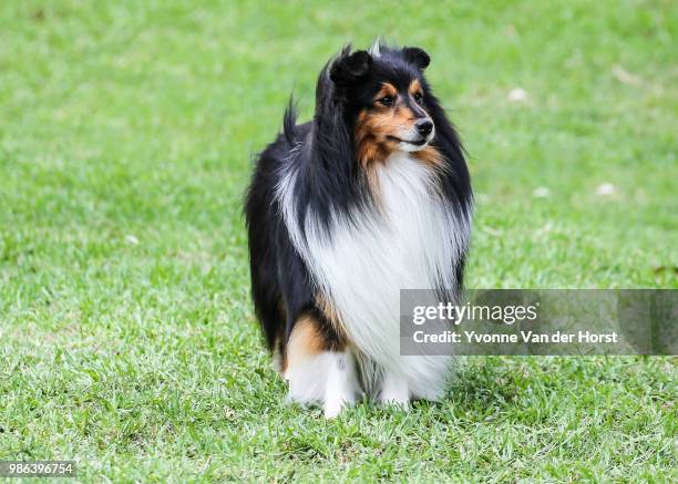 shetland sheepdog looking across a field - of shetland sheepdogs stockfoto's en -beelden