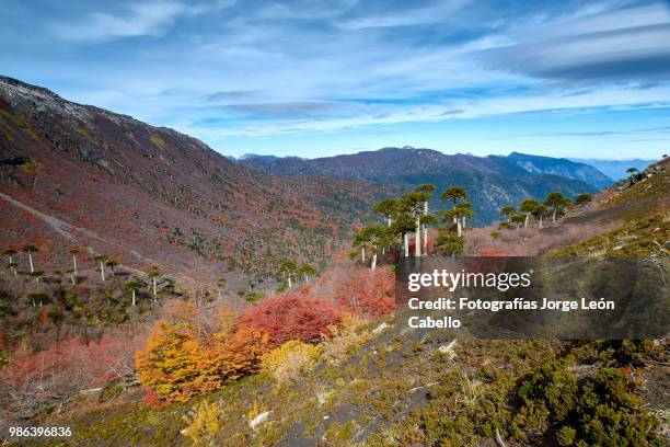 araucarias and autumnal forest in the mountains - conguillio national park - fotografías stock pictures, royalty-free photos & images