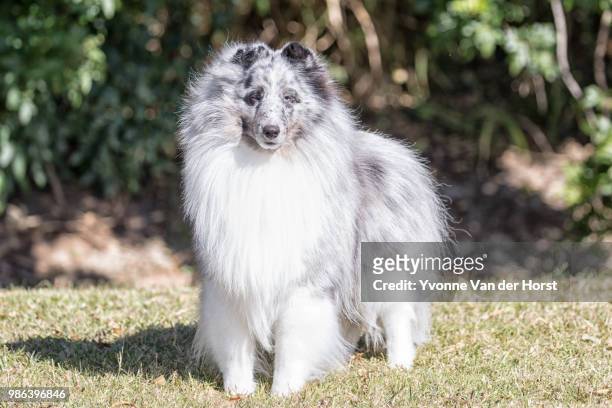 shetland sheepdog looking across a field - toowoomba stock pictures, royalty-free photos & images