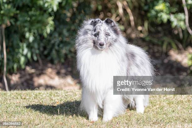 shetland sheepdog looking across a field - toowoomba stock pictures, royalty-free photos & images