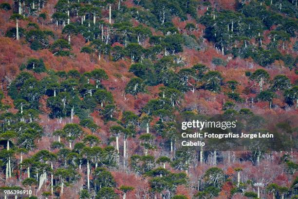 araucarias and autumnal forest - conguillio national park - fotografías stock pictures, royalty-free photos & images