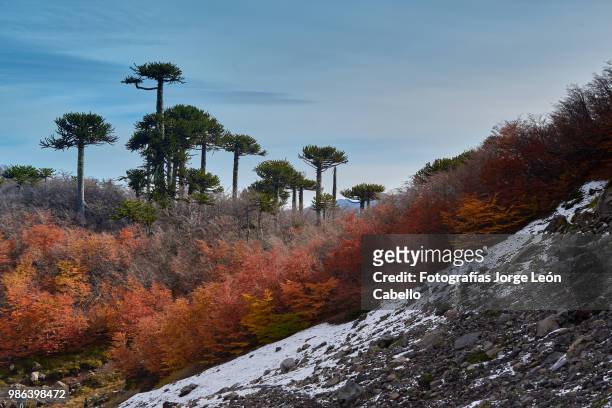 araucarias and autumnal forest - conguillio national park - nature reserve stock pictures, royalty-free photos & images