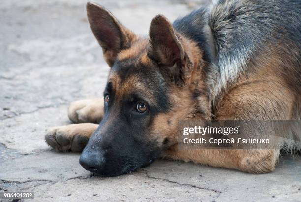 dog - german shepherd stock pictures, royalty-free photos & images