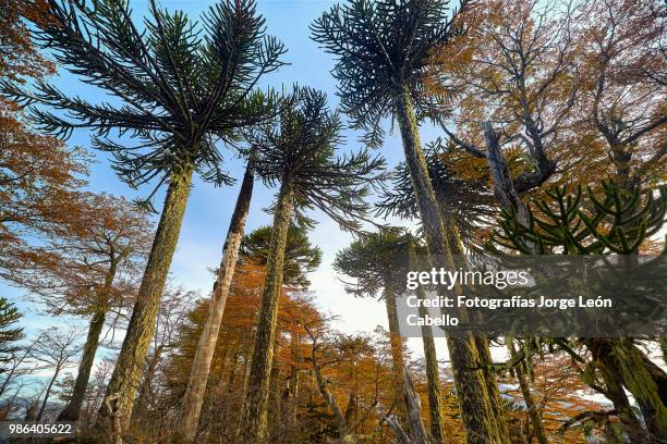 araucarias and autumnal forest - conguillio national park - fotografías stock pictures, royalty-free photos & images