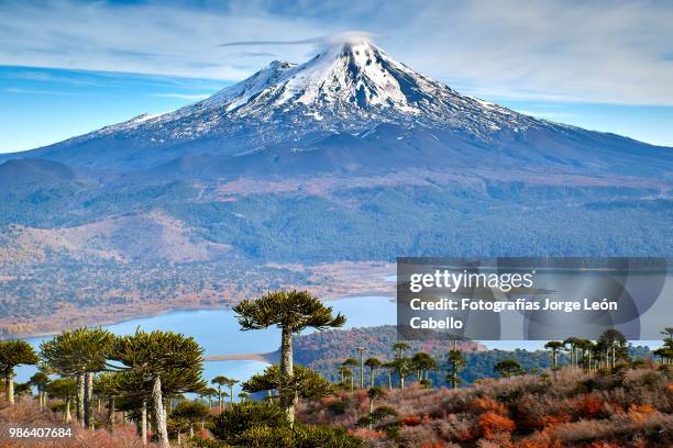 lake conguillio - conguillio national park - fotografías stock pictures, royalty-free photos & images