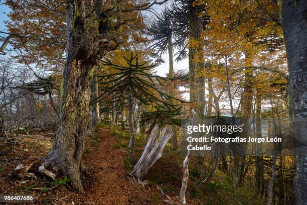 trail among the autumnal trees - conguillio national park - fotografías stock pictures, royalty-free photos & images