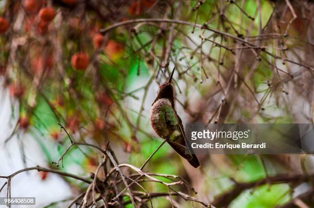 Red throated hummingbird is seen during the third round of the PGA TOUR Latinoamerica 59º Abierto Mexicano de Golf at Club Campestre Tijuana on March...