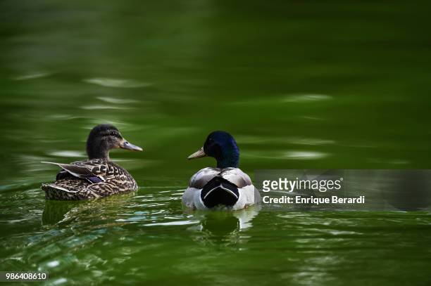 Ducks during the third round of the PGA TOUR Latinoamerica 59º Abierto Mexicano de Golf at Club Campestre Tijuana on March 24, 2018 in Tijuana,...