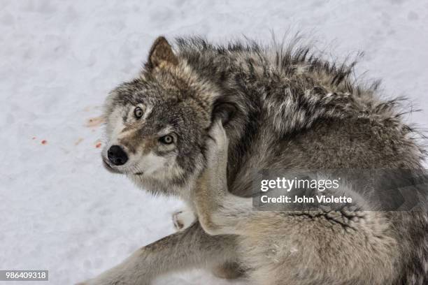 grey wolf with an itch - violette stock pictures, royalty-free photos & images