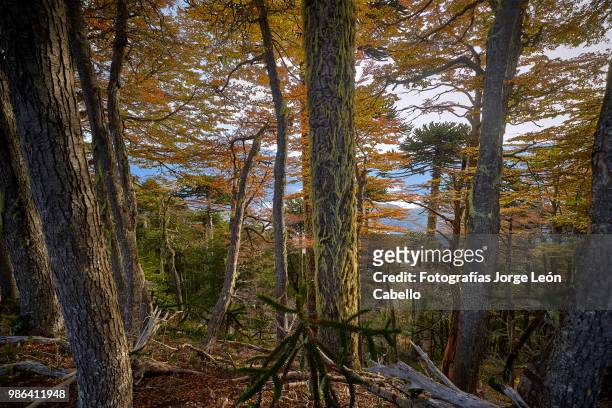 sunlight in the autumnal trees - conguillio national park - fotografías stock pictures, royalty-free photos & images