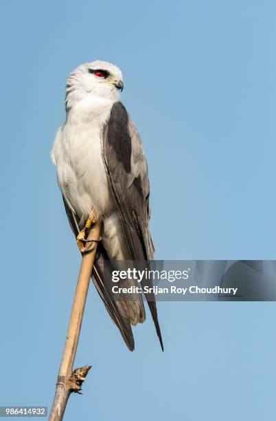bird of prey, black-shouldered kite, elanus caeruleus, perched on bamboo pole - black bamboo stock pictures, royalty-free photos & images