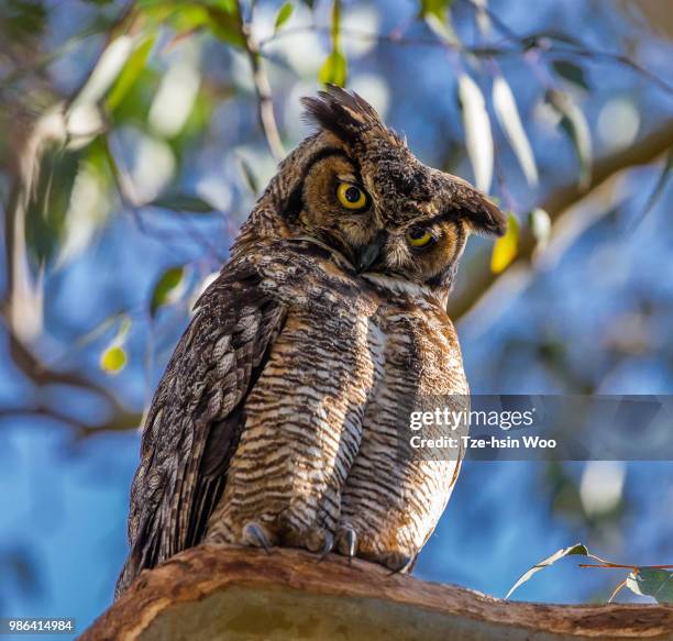 great horned owl - great horned owl stock pictures, royalty-free photos & images