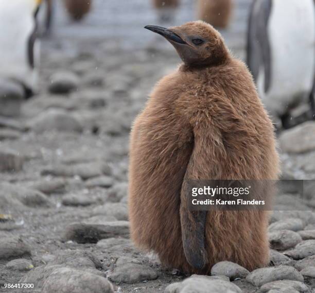 okum boy - royal penguin bildbanksfoton och bilder
