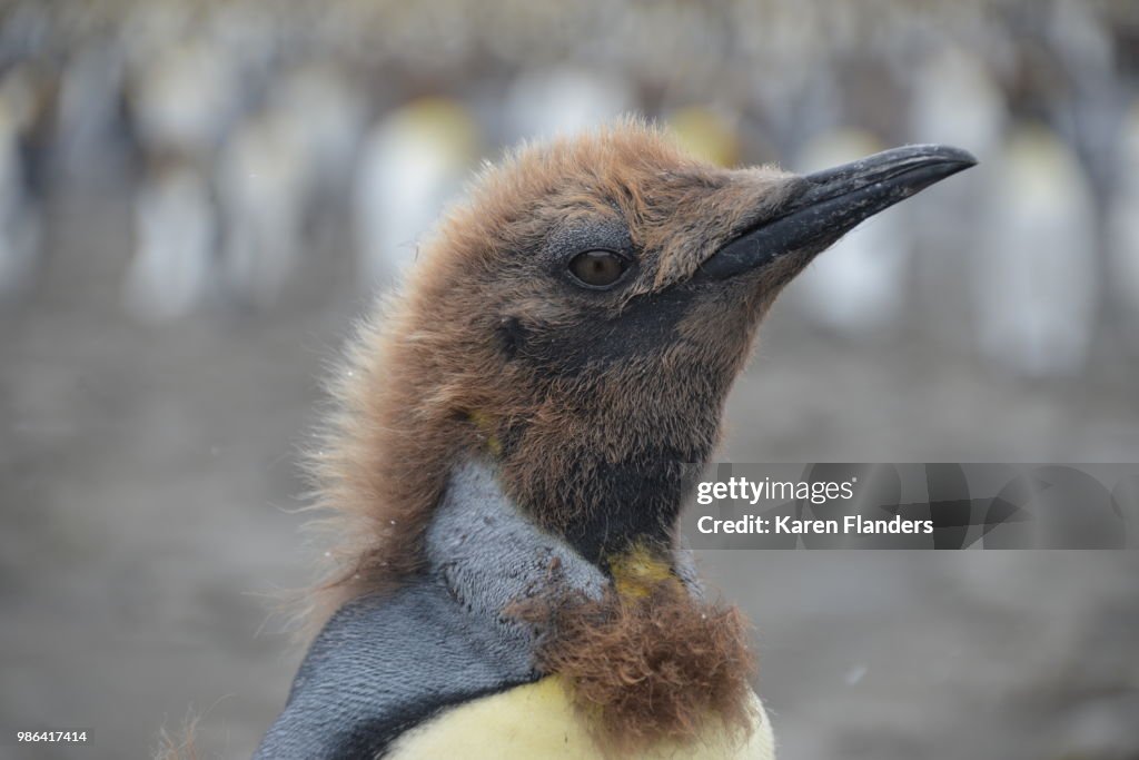 Molting King Penguin