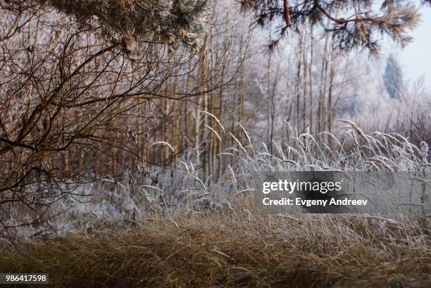 gentle forest - andreev foto e immagini stock