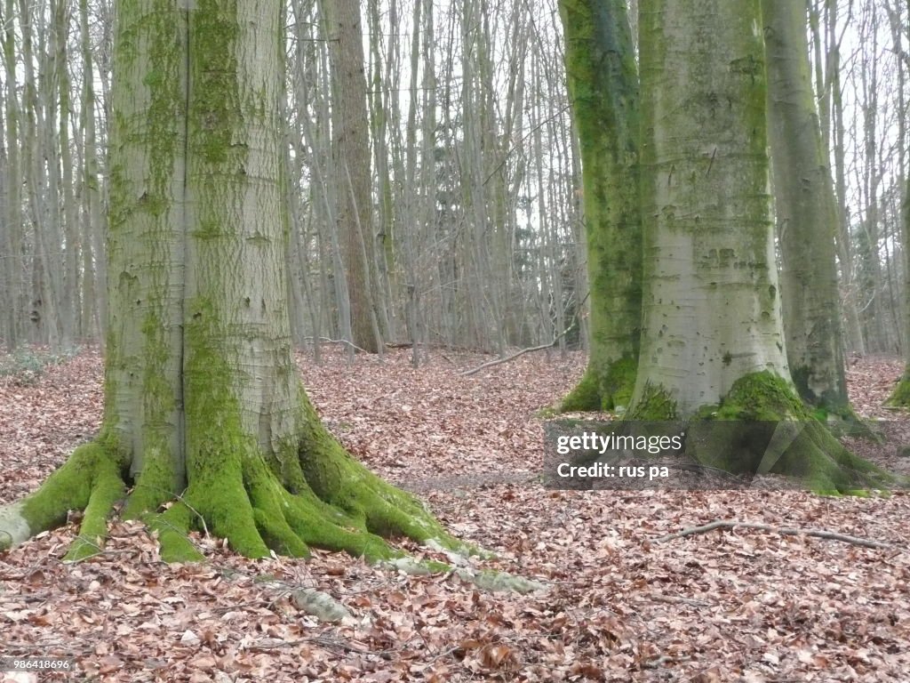 Green tree