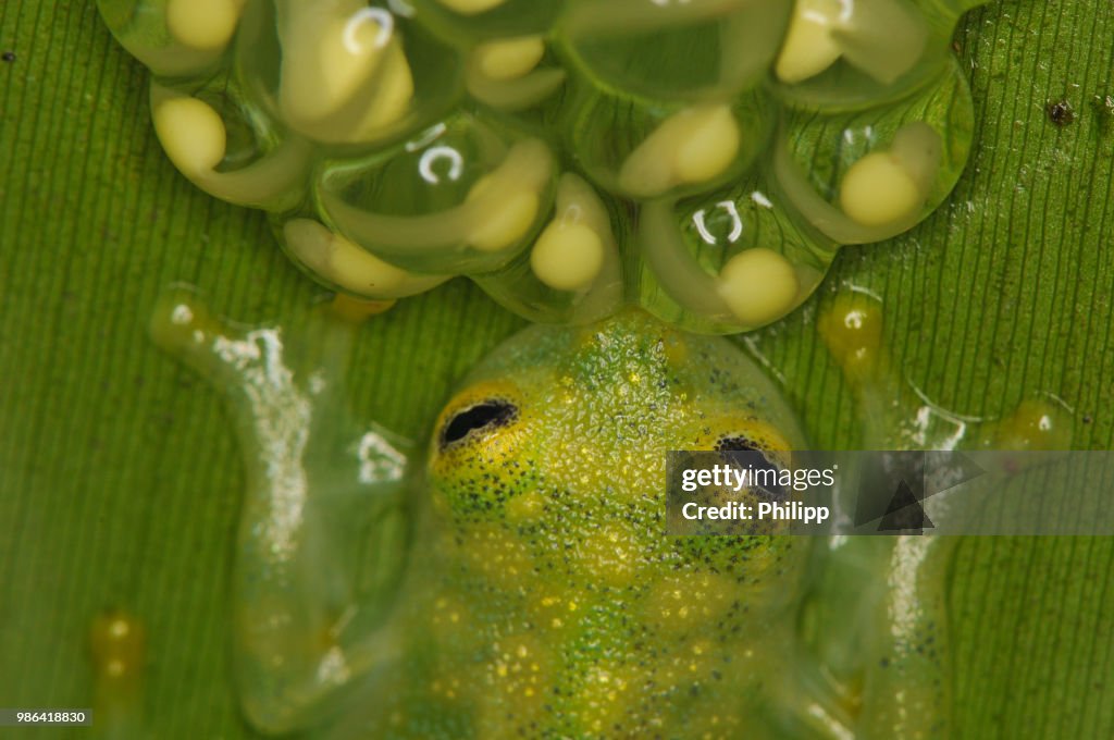Male Glass frog watching after eggs